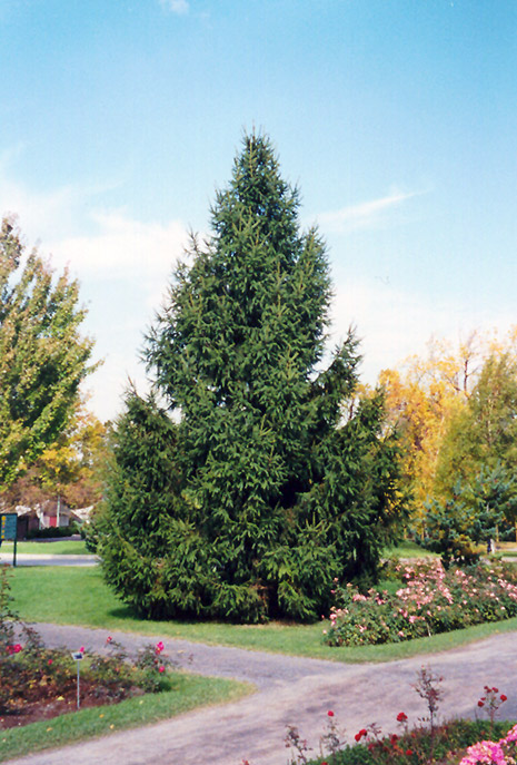 Norway Spruce (Picea abies) at North Branch Nursery