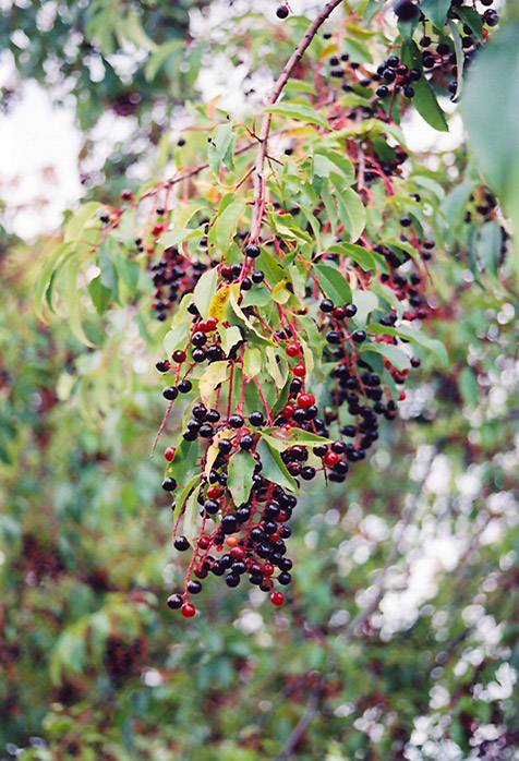 Black Cherry Prunus Serotina In Toledo Pemberville Perrysburg Maumee Ohio Oh At North Branch Nursery