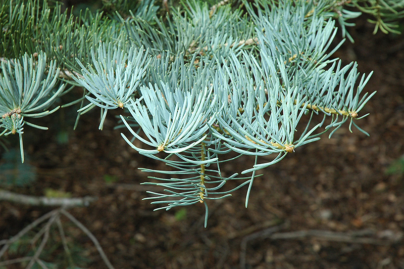 White Fir (Abies concolor) at North Branch Nursery