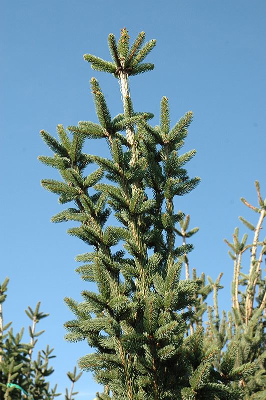 Columnar Norway Spruce (Picea abies 'Cupressina') at North Branch Nursery