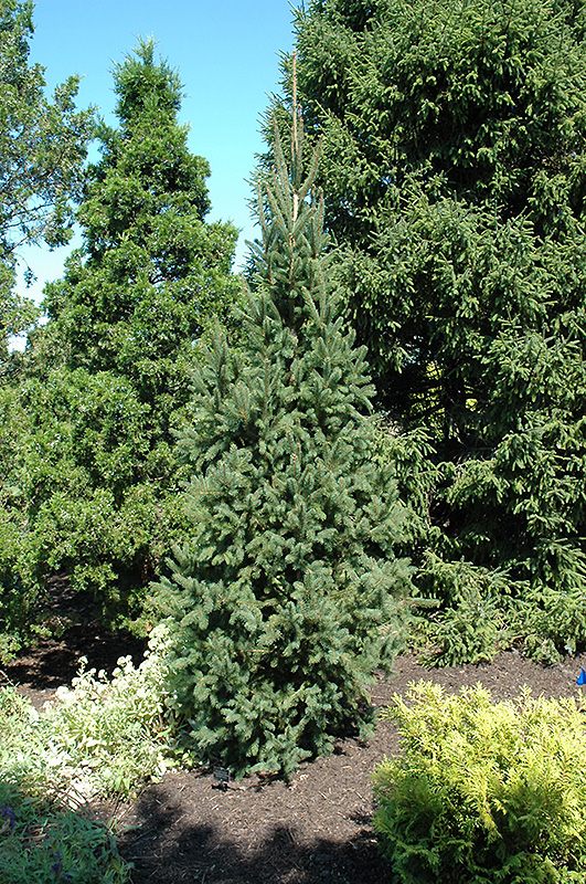 Columnar Norway Spruce (Picea abies 'Cupressina') at North Branch Nursery