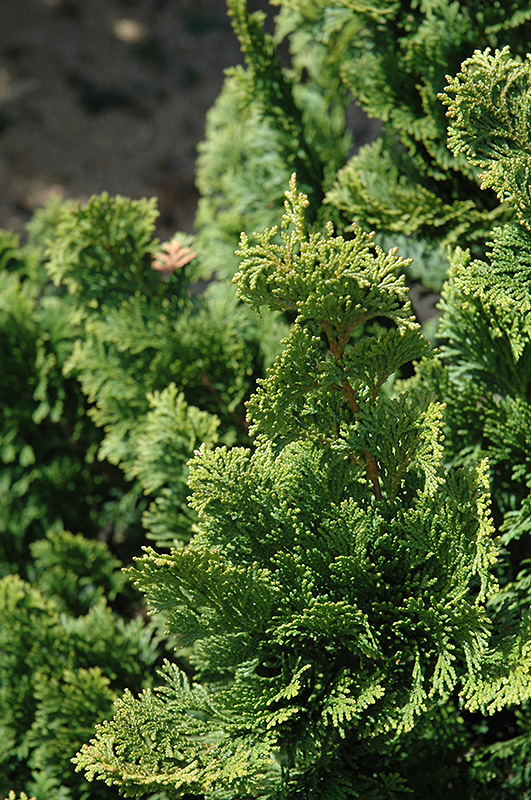 Well's Special Hinoki Falsecypress (Chamaecyparis obtusa 'Well's Special') at North Branch Nursery