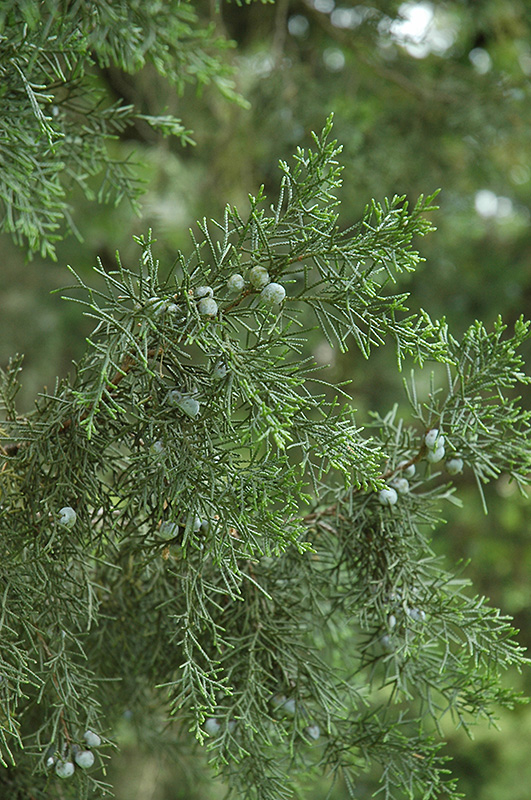 Keteleer Juniper (Juniperus chinensis 'Keteleeri') at North Branch Nursery
