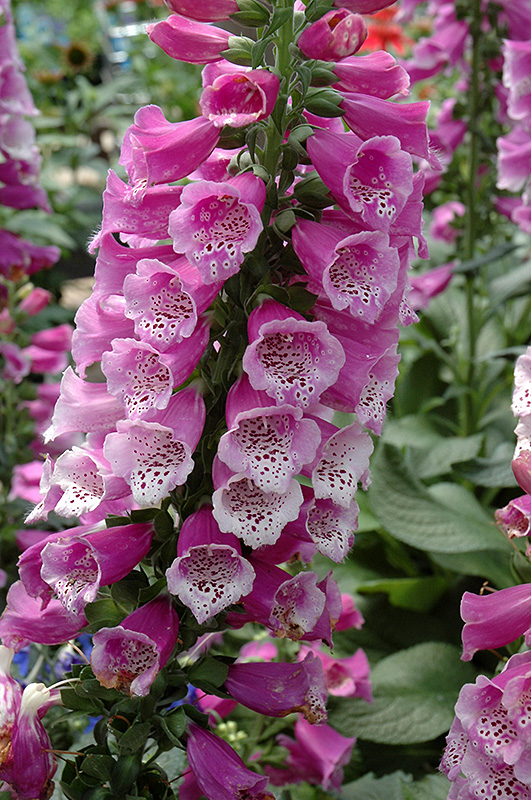 Dalmatian Purple Foxglove Digitalis Purpurea Dalmatian Purple In Toledo Pemberville Perrysburg Maumee Ohio Oh At North Branch Nursery