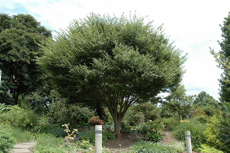 Zelkova