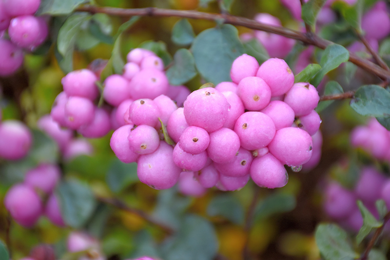 Proud Berry Coralberry (Symphoricarpos 'Sofie') in Toledo Pemberville  Perrysburg Maumee Ohio OH at North Branch Nursery