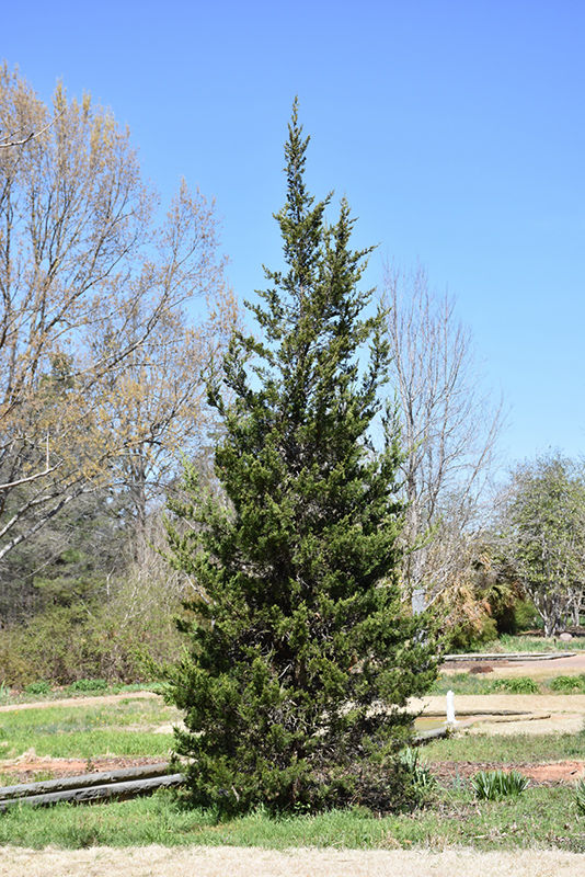 Eastern Redcedar (Juniperus virginiana) at North Branch Nursery
