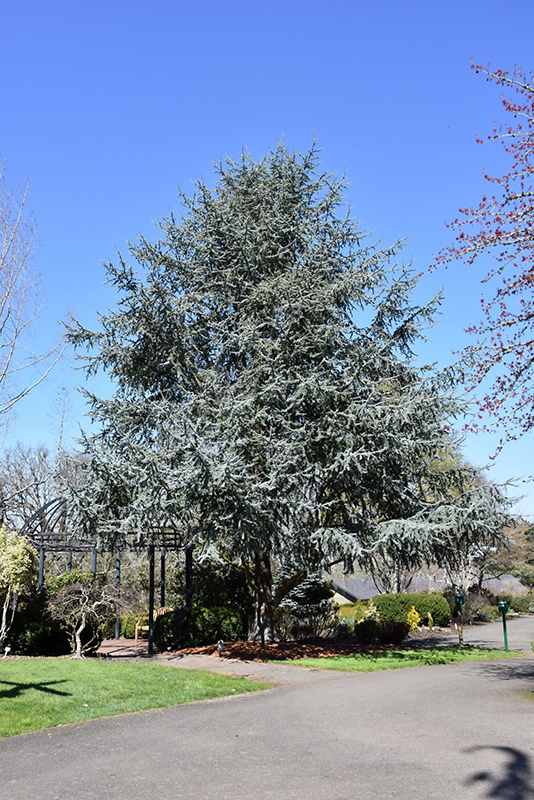 Blue Atlas Cedar (Cedrus atlantica 'Glauca') at North Branch Nursery