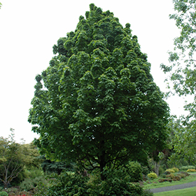 Plant Photo 6