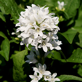 Plant Photo 4