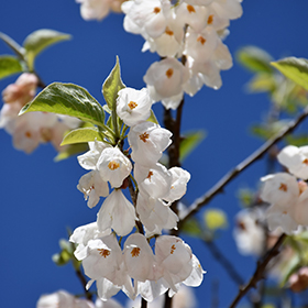 How to Grow and Care for Carolina Silverbell