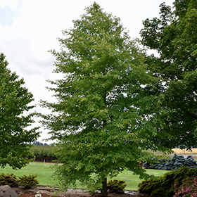 Afterburner Black Gum (Nyssa sylvatica 'David Odom') in Toledo