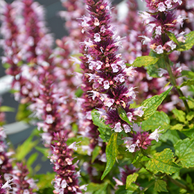 Plant Photo 8