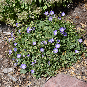 Plant Photo 3