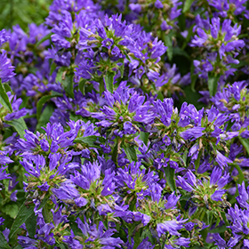 Plant Photo 5